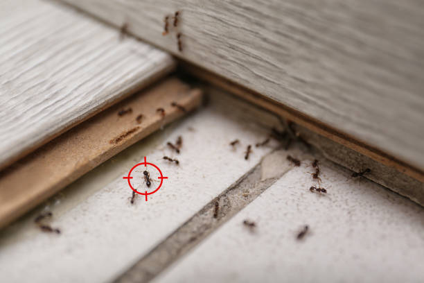 Best Local Pest Control Services  in Fairlea, WV