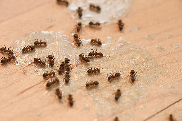 Best Insect Control  in Fairlea, WV