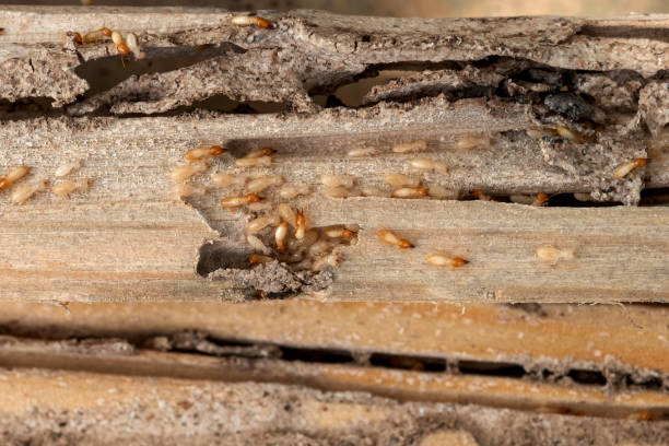 Best Flea Control Services  in Fairlea, WV