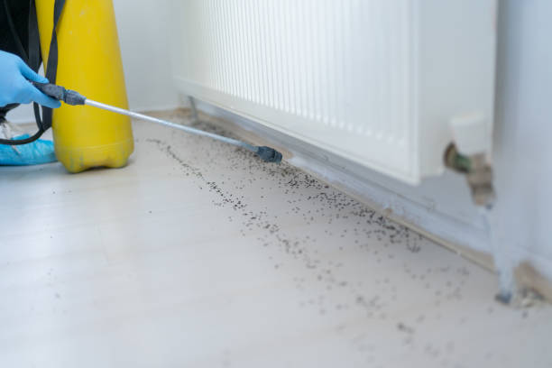 Best Affordable Pest Control Services  in Fairlea, WV